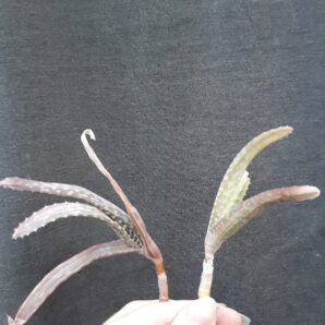 Aloe vera barbadensis variegata