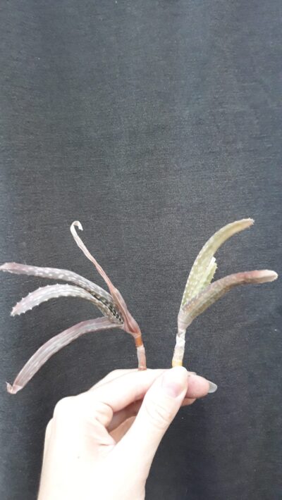 Aloe vera barbadensis variegata