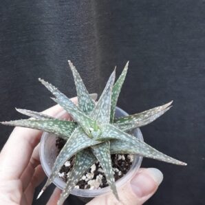 aloe wintersky