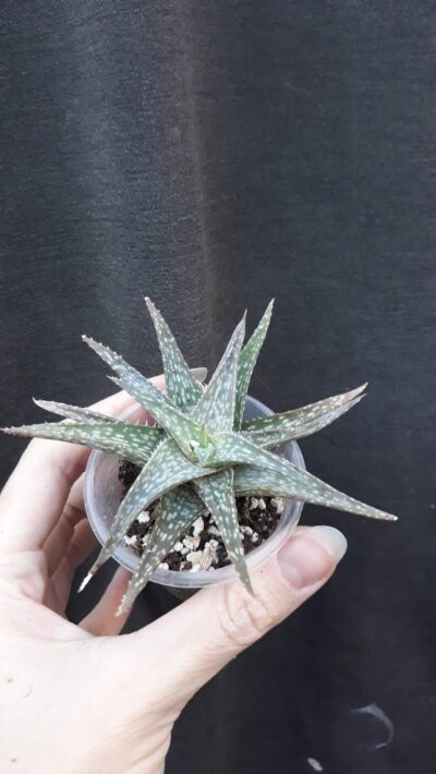 aloe wintersky