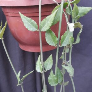 Ceropegia sandersonii зріз 2 вузла