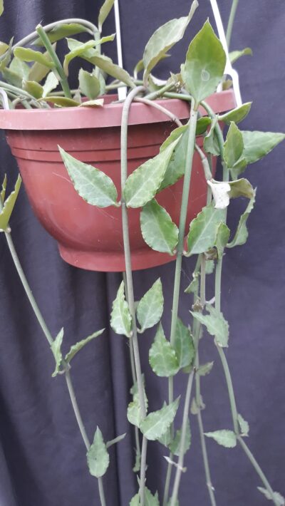 Ceropegia sandersonii зріз 2 вузла