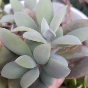 Senecio fulgens(каудекс)
