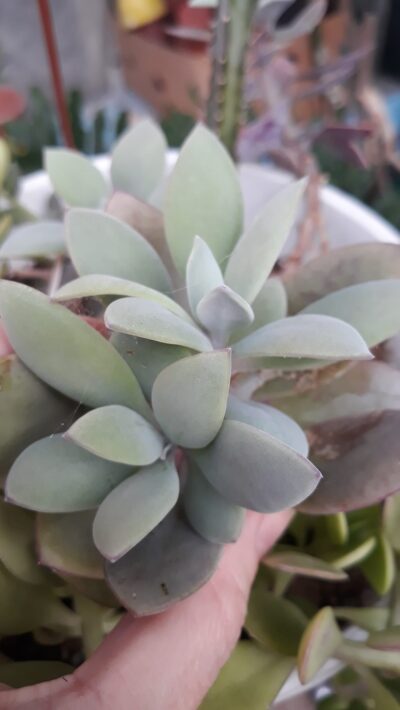 Senecio fulgens(каудекс)
