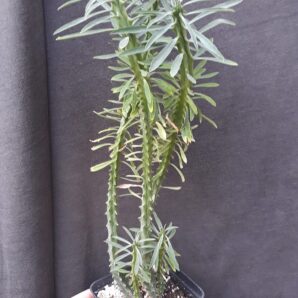 euphorbia loricata сегмент