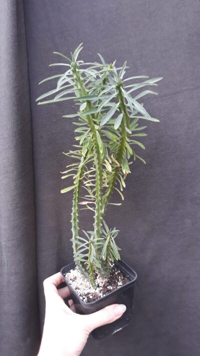 euphorbia loricata сегмент