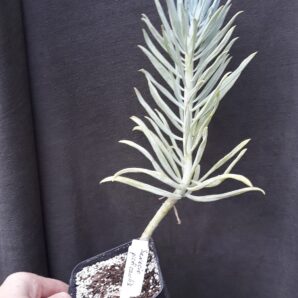 Senecio sp