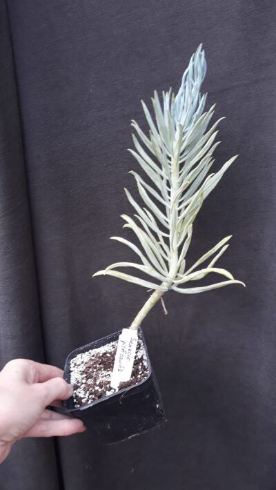 Senecio sp