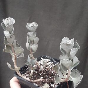 kalanchoe rhombopilosa var. argentea