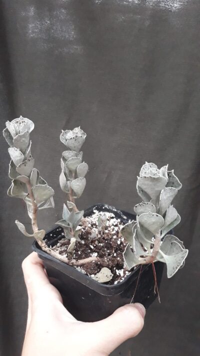 kalanchoe rhombopilosa var. argentea