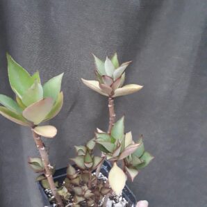 kalanchoe orgyalis hybrid