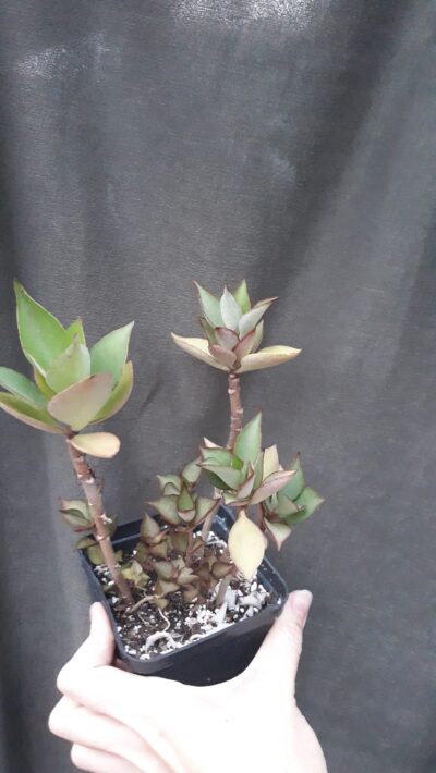 kalanchoe orgyalis hybrid