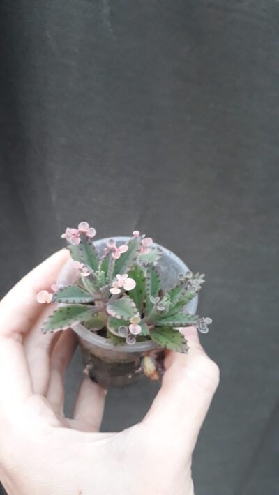kalanchoe pink butterflies