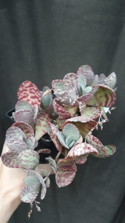 kalanchoe humilis Desert surprise(різновид з дорослим ажурним продовгуватим листом) зріз - Зображення 2