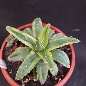 Agave Victoria reginae minima variegata