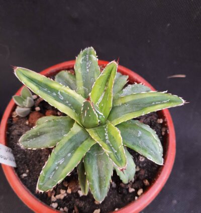 Agave Victoria reginae minima variegata