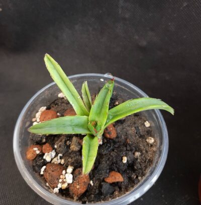 Agave Victoria reginae minima variegata - Зображення 2