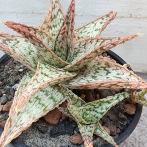Aloe cv. Kellis crinoline | 7