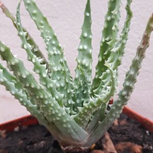 Aloe humilis extreme forme