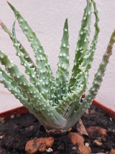 Aloe humilis extreme forme