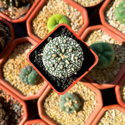 Astrophytum asterias 'Super Kabuto'