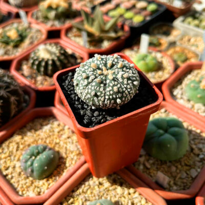 Astrophytum asterias 'Super Kabuto' - Зображення 2