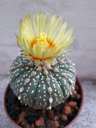 Astrophytum asterias