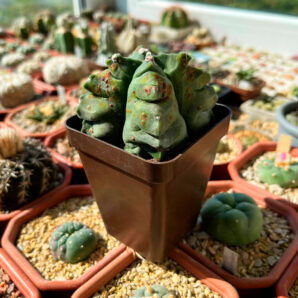 Astrophytum myriostigma v. nudum cv. 'Kikko' | 8