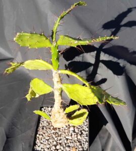 Brasiliopuntia brasiliensis