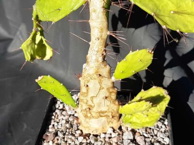 Brasiliopuntia brasiliensis