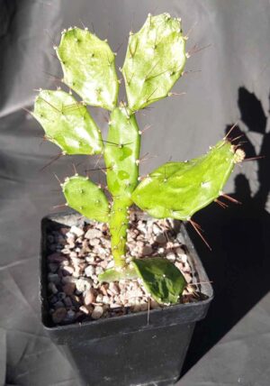 Brasiliopuntia — маленький рід у великій підродині