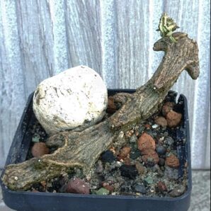 Ceropegia petignatii | 20