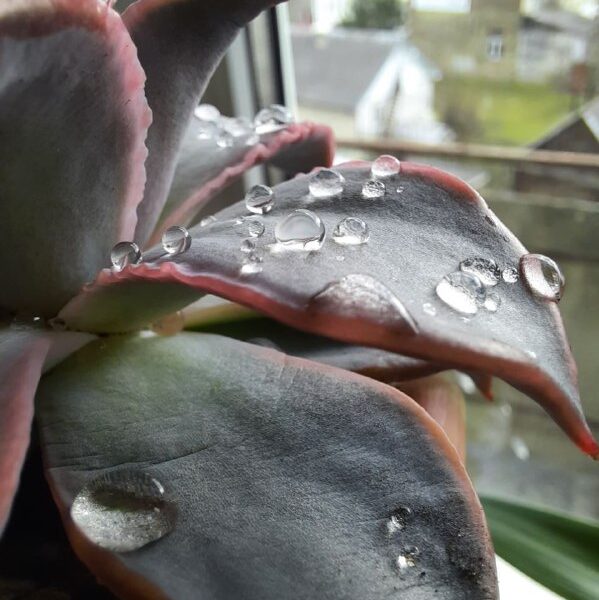 plants_journal_