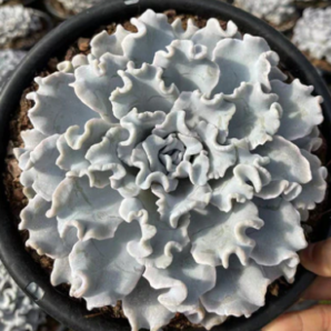 Echeveria Crispate Beauty