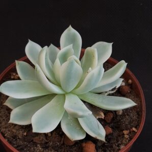 Echeveria 'Royal chrysanthemum' variegated