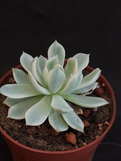 Echeveria 'Royal chrysanthemum' variegated