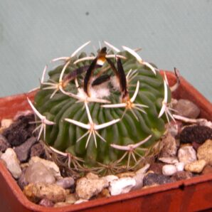 echinofossssulocactus-sp
