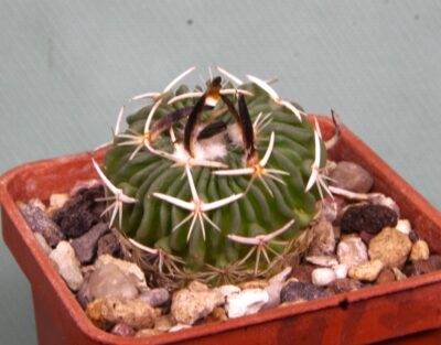 echinofossssulocactus-sp