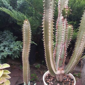 Euphorbia canariensis