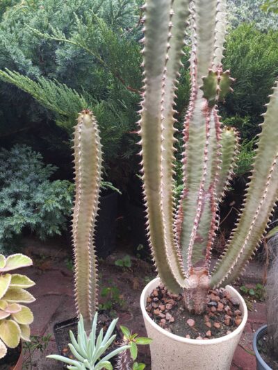 Euphorbia canariensis