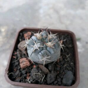 Acanthocalycium munitum DH 1O