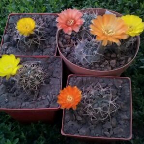 Acanthocalycium munitum DH 10
