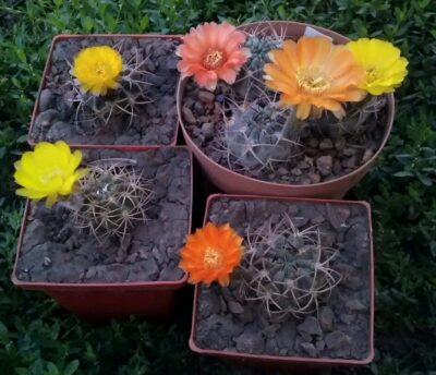 Acanthocalycium munitum DH 1O - Зображення 2