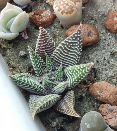 Haworthia limifolia striata