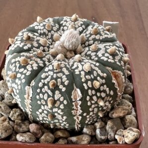 Astrophytum asterias 'Super Kabuto' Куб. 7