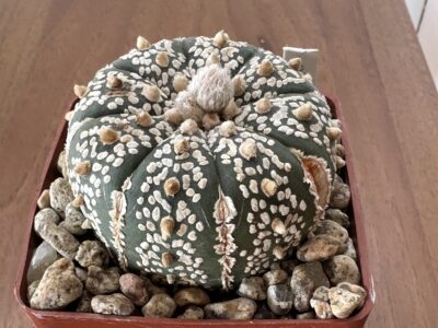Astrophytum asterias 'Super Kabuto' Куб. 7