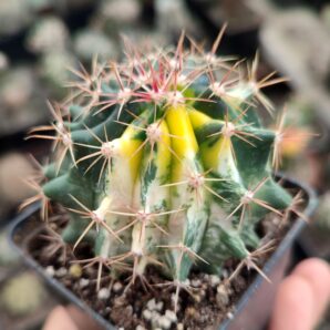 Ferocactus hybrid f. variegatus