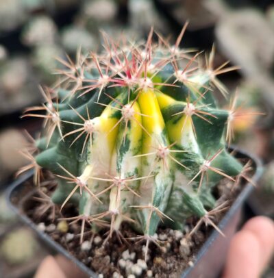 Ferocactus hybrid f. variegatus