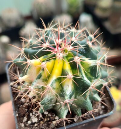 Ferocactus hybrid f. variegatus - Зображення 3