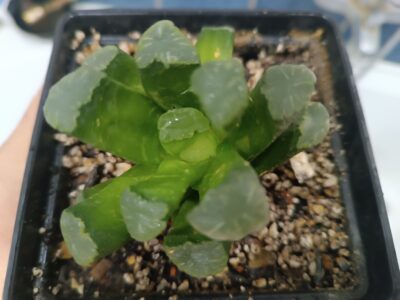 Haworthia maughanii - Зображення 3